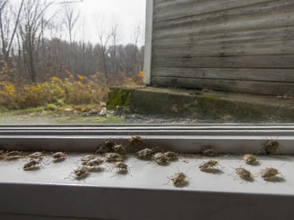 Common warning signs of a stink bug problem across Michigan